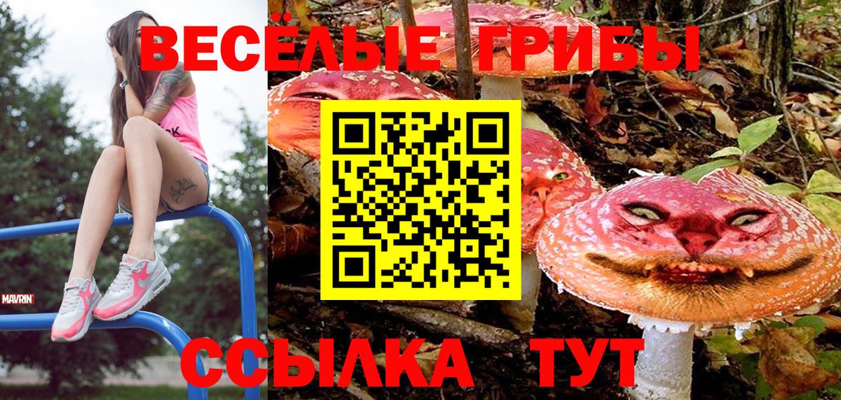 Галлюциногенные грибы Psilocybe Лесозаводск